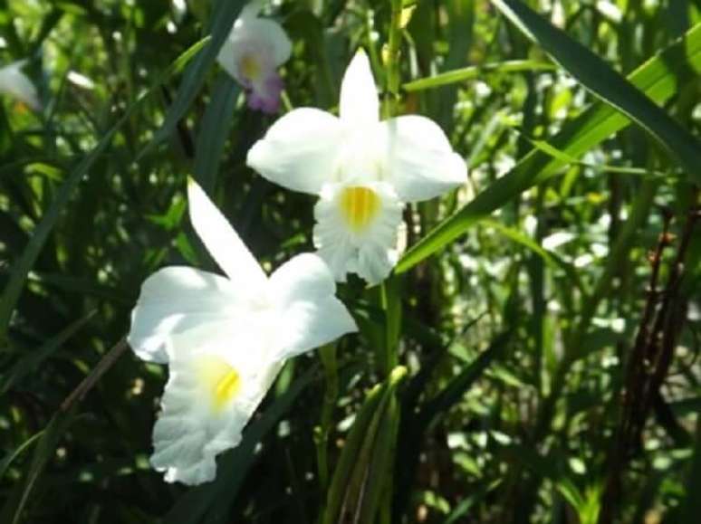 10. A orquídea bambu branca é delicada. Fonte: Pinterest