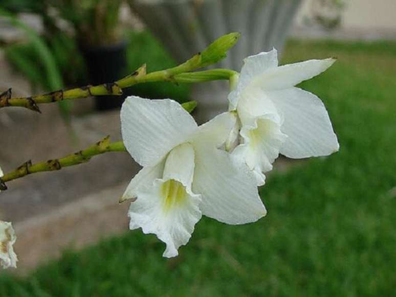 21. A orquídea bambu branca se destaca no jardim. Fonte: Pinterest