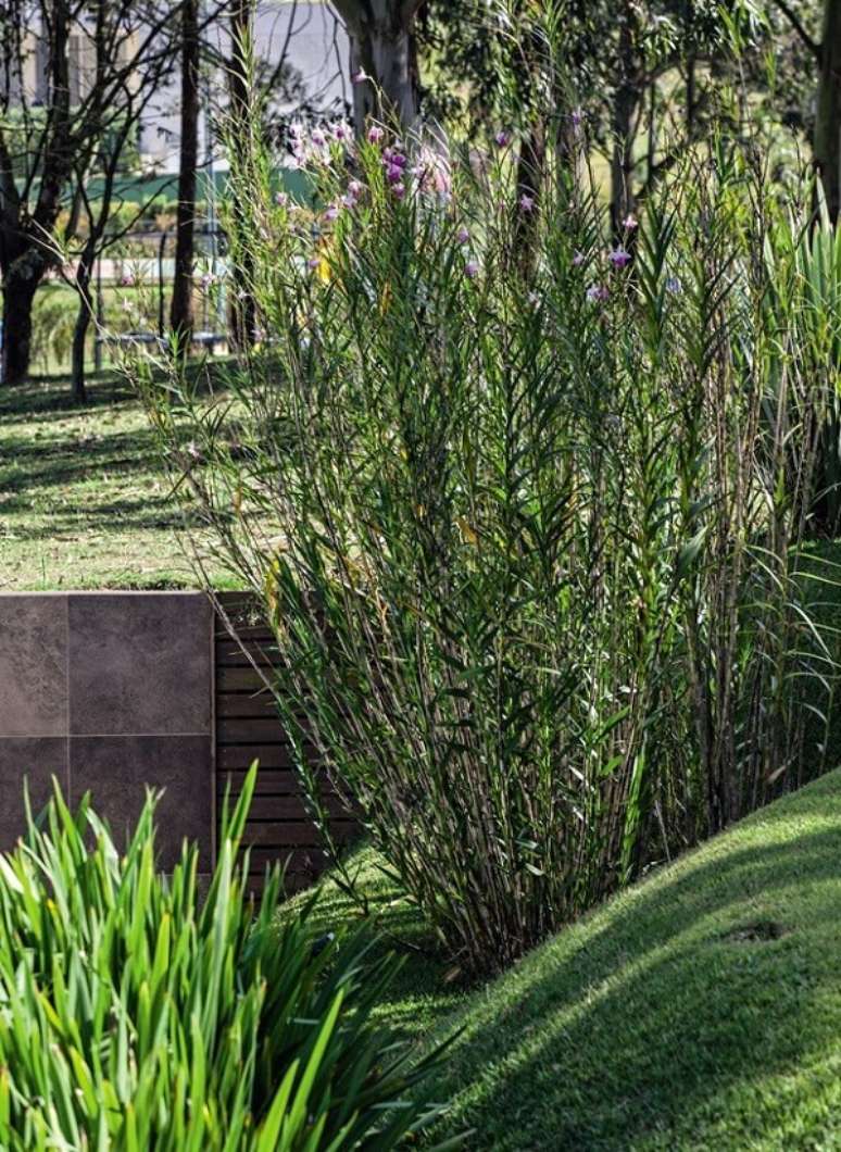 16. A orqu&iacute;dea bambu &eacute; uma planta muito resistente. Fonte: Pinterest