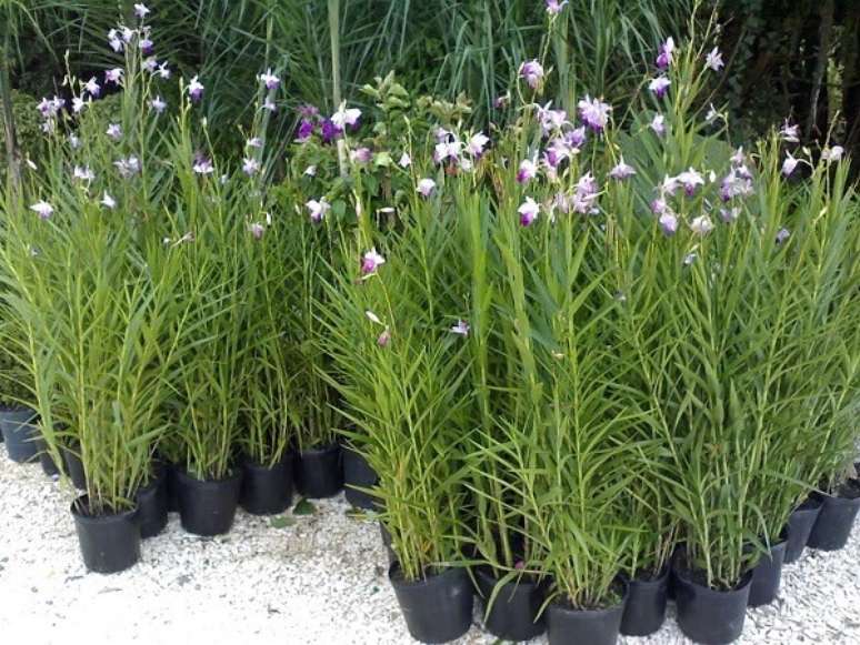 13. A reprodu&ccedil;&atilde;o da orqu&iacute;dea bambu &eacute; feita por meio de mudas. Fonte: Pinterest
