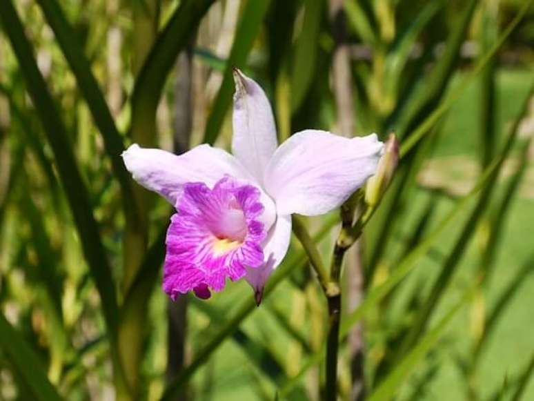 2. As flores da bambu orquídea atraem abelhas e borboletas. Fonte: Pinterest