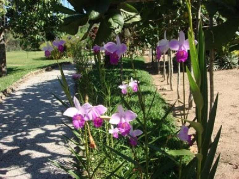 22. Calçada alegre com jardim com orquídea bambu cores. Fonte: Jeito de Casa