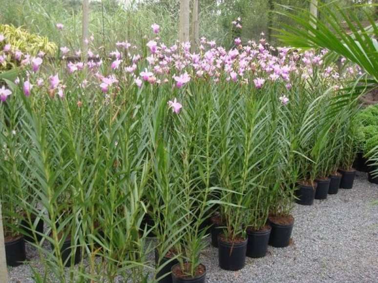 14. Cultive a orquídea bambu em pleno sol. Fonte: Pinterest