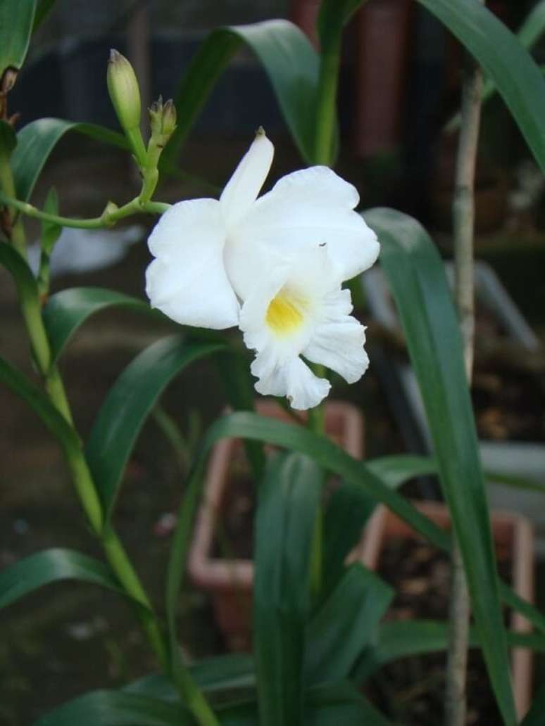 8. Cultivo no seu jardim uma linda orquídea bambu branca. Fonte: Pinterest