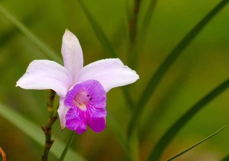 6. Esse tipo de orquídea não resiste a geadas. Fonte: Pinterest