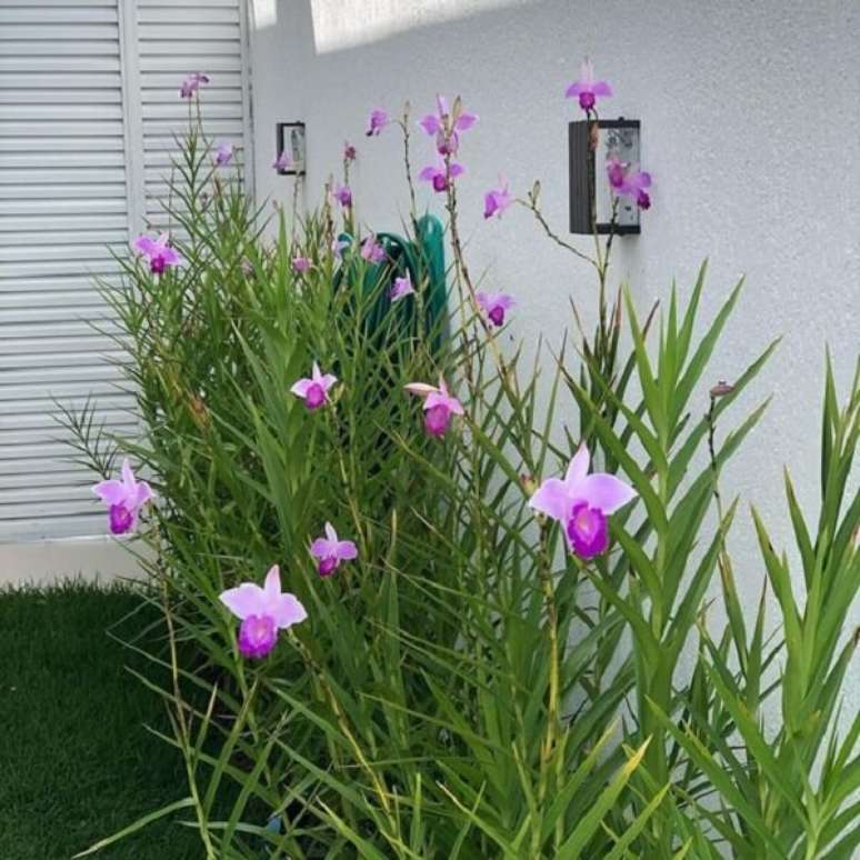 9. Floração linda do jardim com orquídea bambu. Fonte: Pinterest