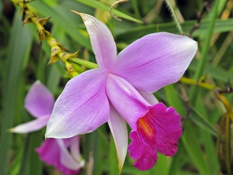 7. Invista em um lindo e charmoso jardim com orquídea bambu. Fonte: Pinterest