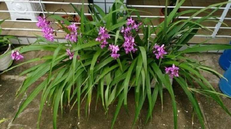 19. Jardineira alegre com orquídea bambu cores. Fonte: Vazlon Brasil
