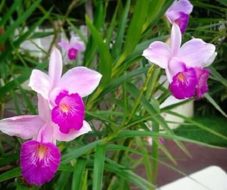 4. O jardim com a bambu orquídea fica repleto de cores. Fonte: Pinterest