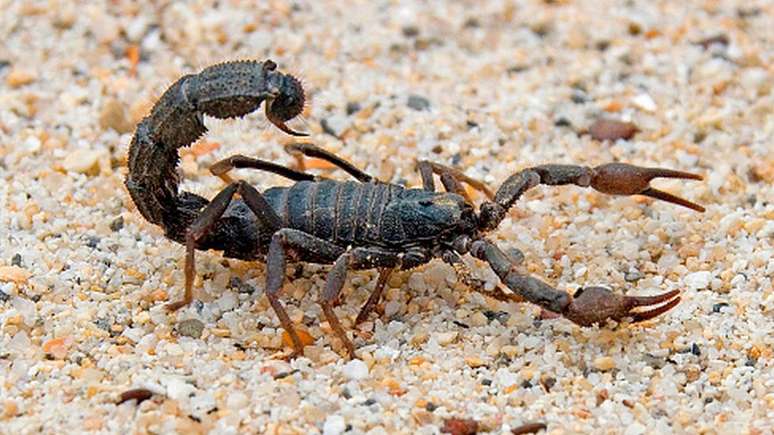 No pseudoescorpião Cordylochernes scorpioides, por exemplo, é comum que vários machos copulem com uma única fêmea