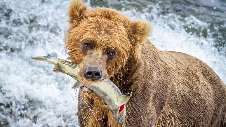Ursos conseguem contar peixes?