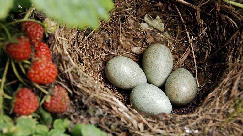 Aves fêmeas realizam uma aritmética mental incrível para descobrir quando colocar os ovos na próxima ave hospedeira