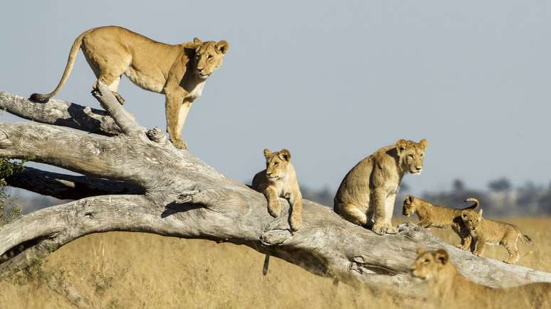 As leoas julgam quantos intrusos podem enfrentar antes de se aproximarem