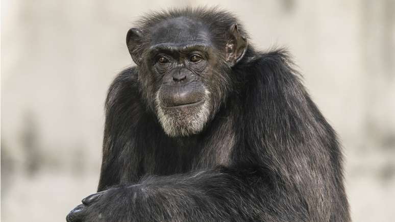 Como os humanos, os chimpanzés formam alianças dentro de uma comunidade