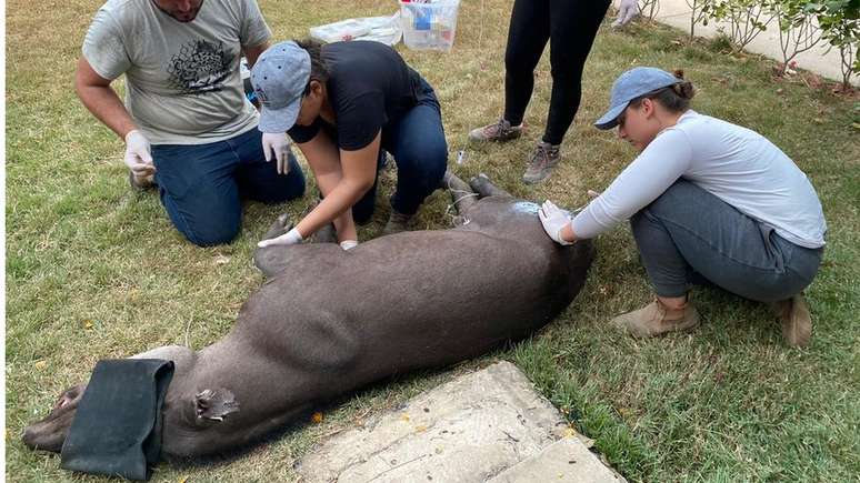 Eduarda (de blusa clara) afirma que só deixará ações para ajudar os animais quando a situação do Pantanal melhorar