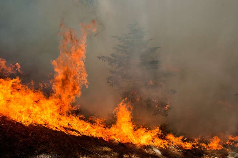 Incêndio florestal na Floresta Nacional de Angeles. 17/09/2020. REUTERS/Ringo Chiu. 



