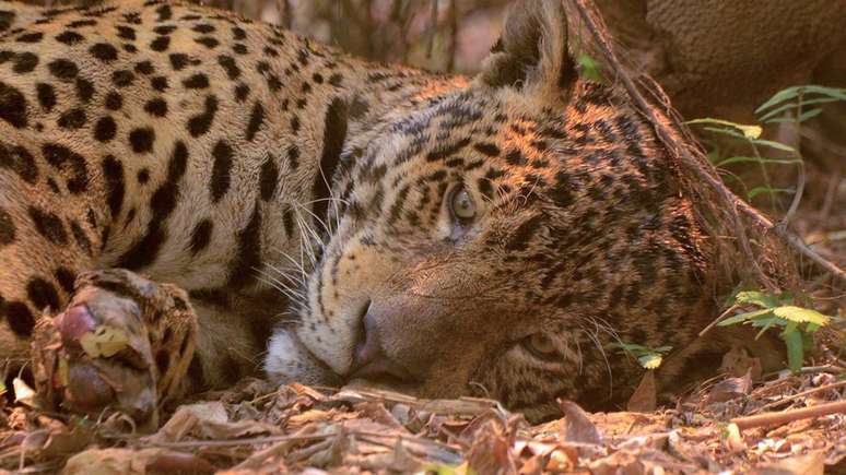 Foto de onça-pintada no Parque Estadual Encontro das Águas, no Pantanal, viralizou nas redes sociais