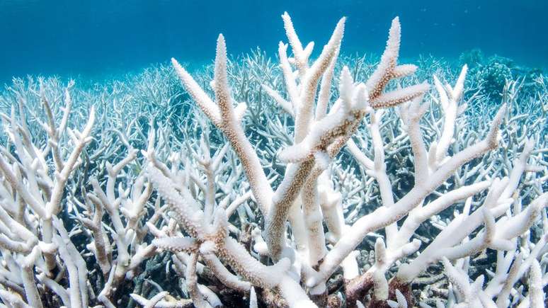 Os recifes de coral e o plâncton tornaram-se a principal fonte de carbonato nos oceanos