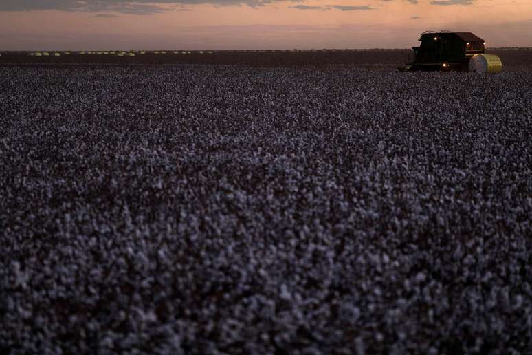 Colheita de algodão no distrito de Roda Velha (BA) 
11/09/2018
REUTERS/Ricardo Moraes
