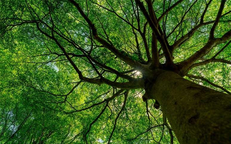 Dia da Árvore: entenda a importância de preservar esse bem precioso