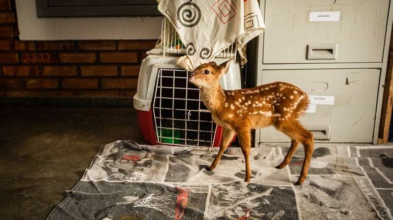 Filhote de cervo encontrado solit&aacute;rio recebe acompanhamento de volunt&aacute;rios