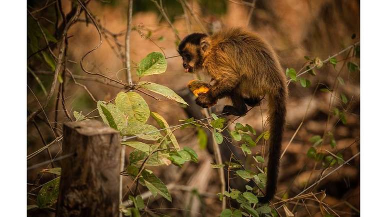 Macaco-prego se alimenta com mamão distribuido por voluntários no Pantanal