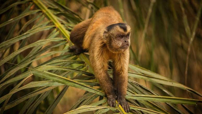 Antes de se aproximar de voluntários para pegar fruta, macaco-prego estava assustado, relata fotógrafo