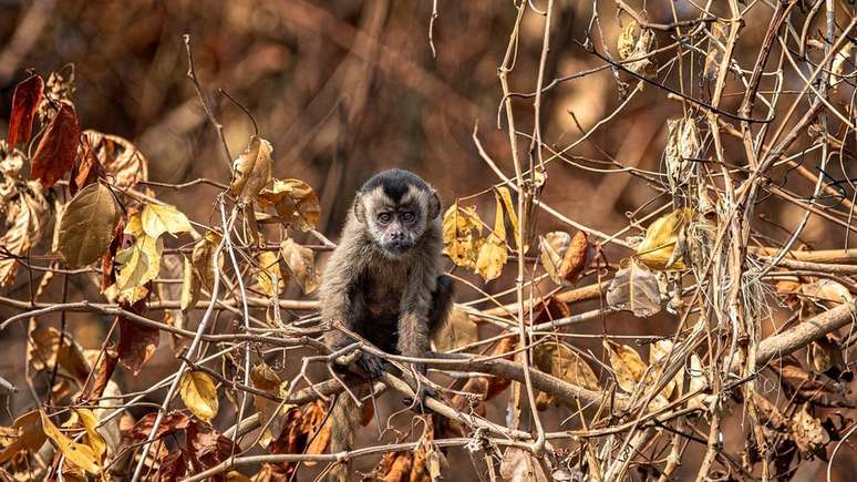 Em intensa busca por alimento, macaco-prego não encontrou comida em margem de rio