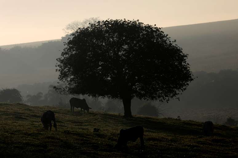 Criação de gado em Paulínia (SP) 
01/07/2017
REUTERS/Paulo Whitaker