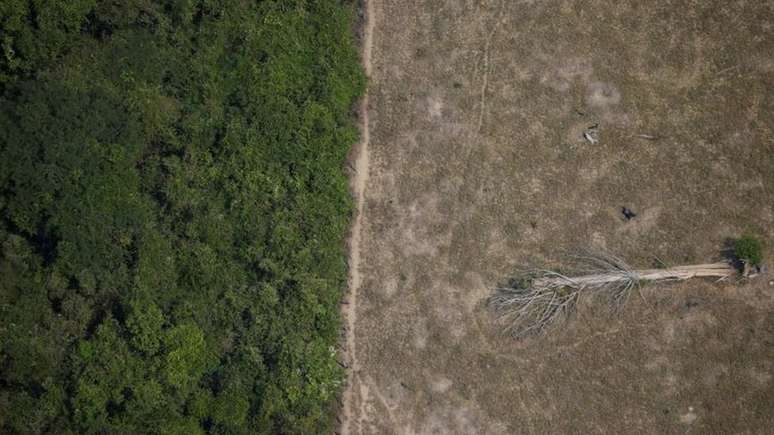 Estimativas apontam que Amazônia pode sofrer dano ambiental irreversível em até 30 anos