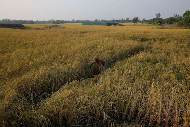 Plantação de arroz na Índia. REUTERS/Rupak De Chowdhuri/File Photo