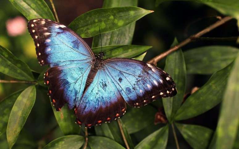 Conheça todo o poder espiritual das borboletas -