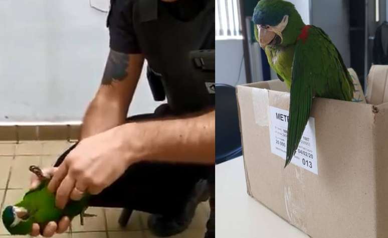 Segurança salva a vida de papagaio com massagem cardíaca 