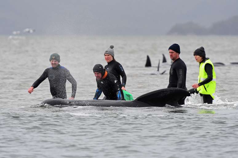 Equipes de resgate salvam baleia que encalhou em banco de areia na Austrália
22/09/2020 Brodie Weeding/Pool via REUTERS
