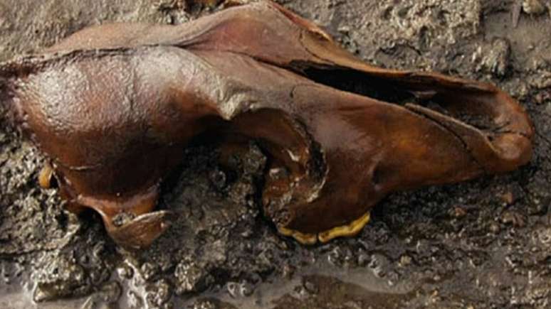 Restos mortais que se assemelhavam ao de lobos eram na verdade de cães primitivos