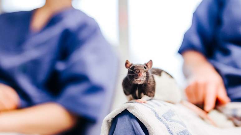 Em seu laborat&oacute;rio, os Mosers trabalham com animais, mas j&aacute; est&atilde;o iniciando testes cl&iacute;nicos com humanos