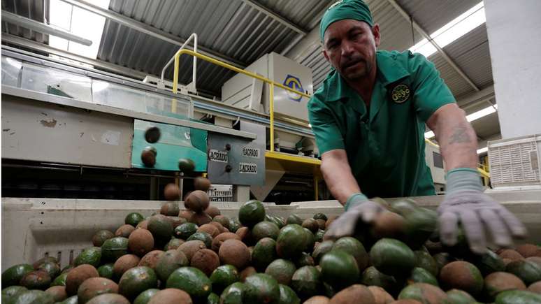 A produção em larga escala de abacate pode ser responsável pela seca em alguns lugares