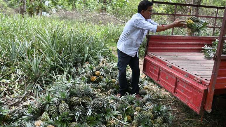 O cultivo de abacaxi requer o uso de grandes quantidades de pesticida