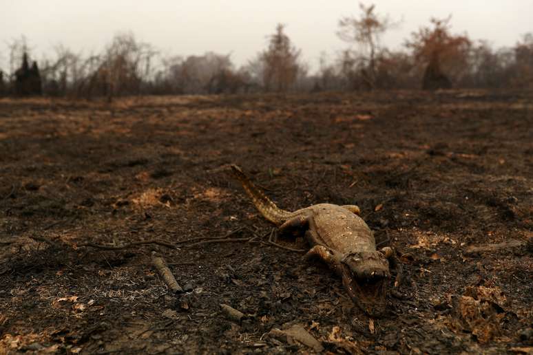 Animal morto em área atingida por queimadas no Pantanal
31/08/2020 REUTERS/Amanda Perobelli