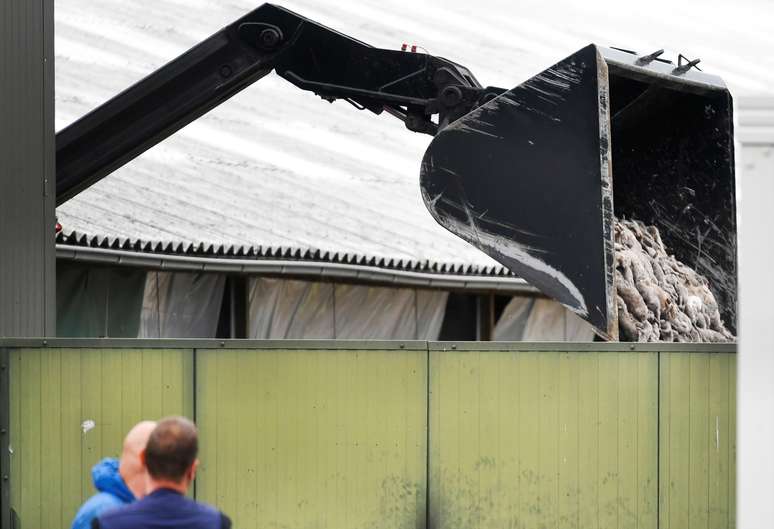 Abate de vison em De Mortel, na Holanda, em meio à pandemia de coronavírus 
09/06/2020
REUTERS/Piroschka van de Wouw