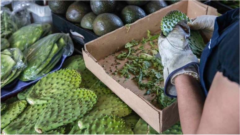 O nopal é usado em vários pratos tradicionais da culinária mexicana, mas a parte não comestível da planta costuma ser descartada