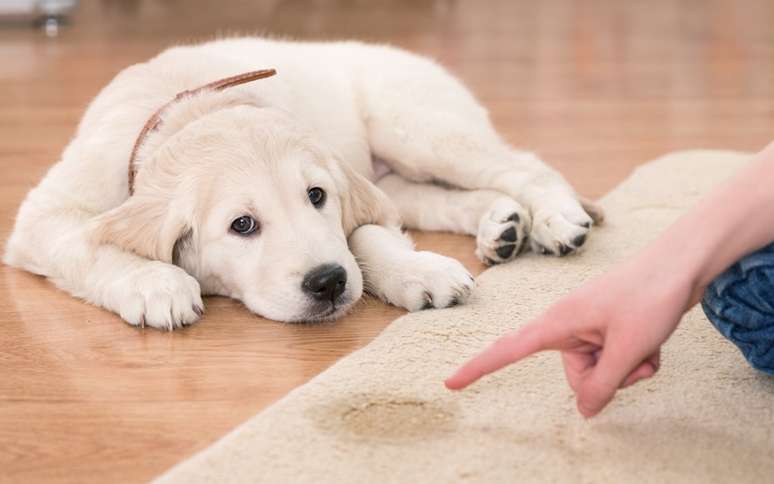 Como ensinar o seu cachorro a fazer as necessidades no lugar certo