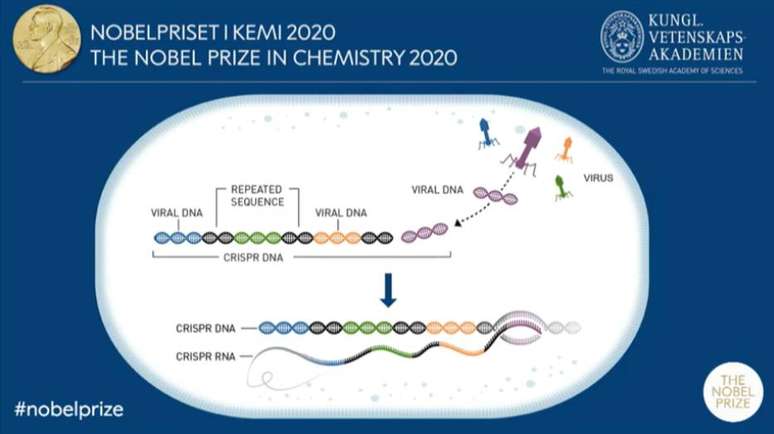 As pesquisadoras Emmanuelle Charpentier e Jennifer A. Doudna receberam o Nobel de Química 2020 pela edição do genoma.