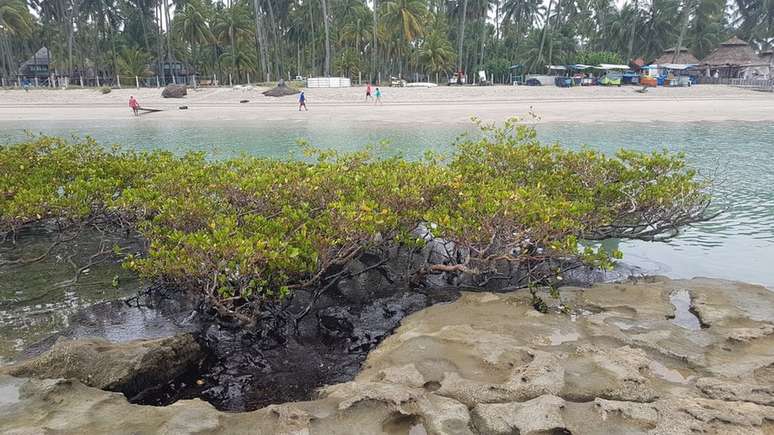 Manguezal em Pernambuco atingido por óleo no ano passado