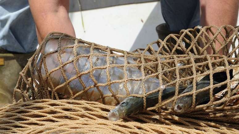 Quando os pl&aacute;sticos se decomp&otilde;em no mar, eles se tornam micropl&aacute;sticos, o que Napper argumenta ser mais problem&aacute;tico
