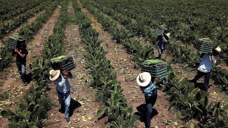 Trabalhadores agr&iacute;colas no M&eacute;xico colhem nopal branco, esp&eacute;cie de cacto, cujo suco pode ser usado para fabricar biopl&aacute;sticos
