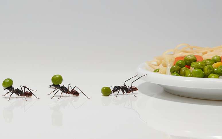 Saiba como acabar com as formigas em casa de uma vez por todas