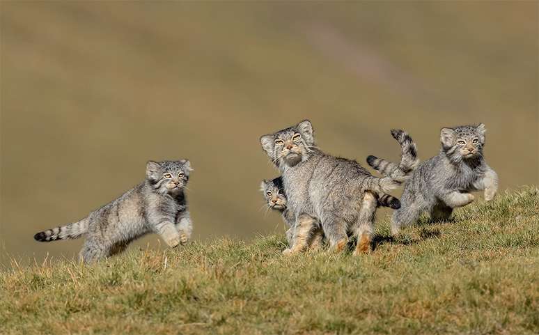 Quando a M&atilde;e Fala para Correr, de Shanyuan Li, da China