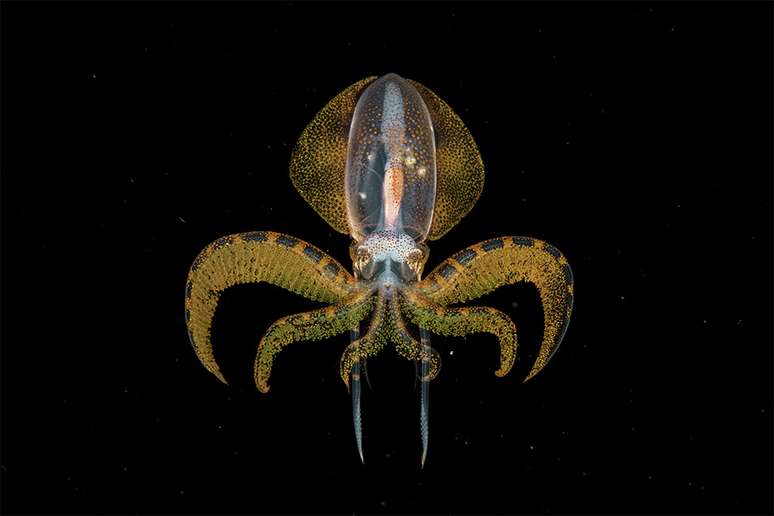 O Momento de Ouro, de Songda Cai, da China