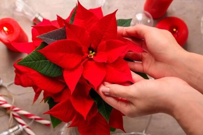 7. A flor Poinsettia é muito usada na decoração de natal para jardim de inverno. Fonte: Pinterest